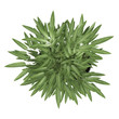 Ornamental bamboo in a container