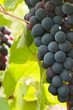 grapes