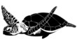 The hawksbill sea turtle (Eretmochelys imbricata)