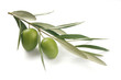 Olive branch