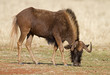 Black wildebeest; Connochaetes gnou