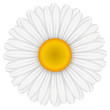 Vector illustration of chamomile