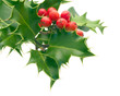 Holly
