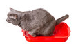Cat in toilet