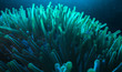 blue glowing anemone