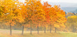Foto: Herbstmorgen Herbstmorgen