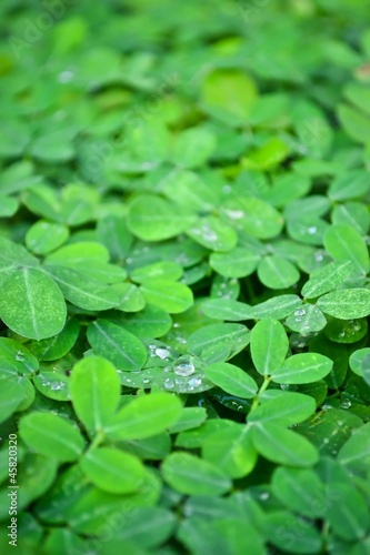 Photo: small leaf texture small leaf texture