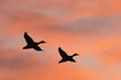 Two ducks flying against beautiful sunrise sky