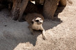 Foto: Furetto Furetto
