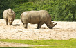 White rhinoceros or Ceratotherium simum