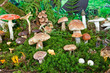 Waldpilze