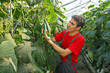 Foto: Farmer checking cucumber in a greenhouse Farmer checking cucumber in a greenhouse