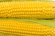texture of yellow corn cobs