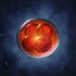 Four-cell embryo  , 3d illustration