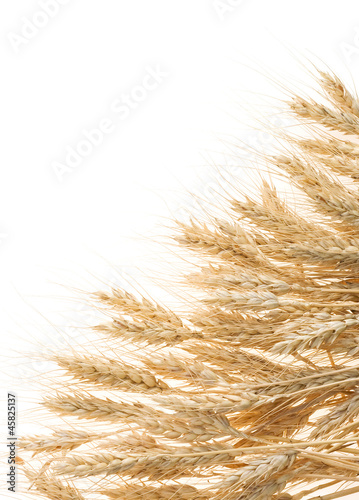 Photo: ripe ears of barley isolated on white ripe ears of barley isolated on white