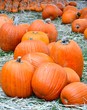 Large Pumpkin Patch