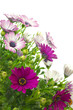 African or Cape daisy plants