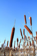 marsh bulrush on celestial background