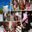 équitation