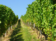 Weinberg - Vineyard