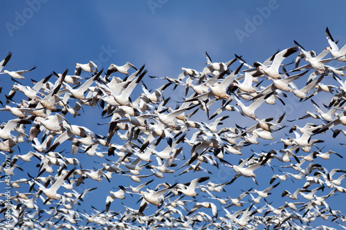 Photo: Snow Geese in Flight Snow Geese in Flight