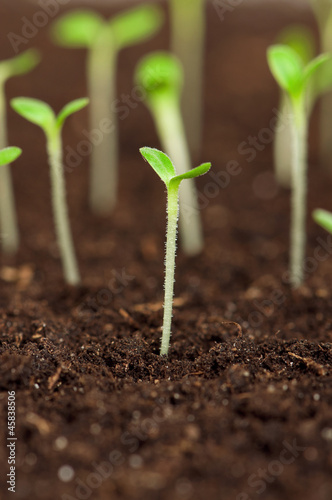 Photo: Green seedling Green seedling