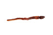 Earthworm