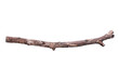 Tree branch