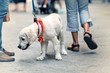 View of the street from the dog's perspective
