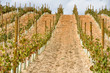 Viñedos en La Rioja (España)