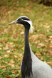 Crane close up