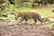Young Amur Leopard