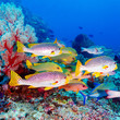 Tropical Fishes near Colorful Coral Reef