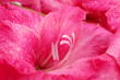 beautiful pink gladiolus, close up