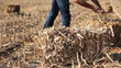 Farmer in Field Checking Straw Bales