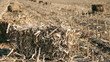 Straw Bales on a Maize Field