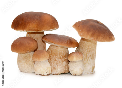 Photo: The boletus edulis isolated on white The boletus edulis isolated on white