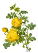 flower illustration