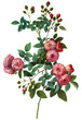 flower illustration