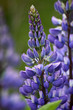 Lupine