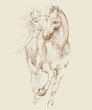 Horse and Rider. Based on drawing of Leonardo da Vinci