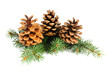 Fir branches with cones isolated on white background