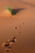 Photo: Footsteps in the Sahara Desert Footsteps in the Sahara Desert
