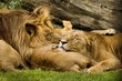 lions