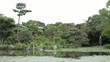 庭園　池