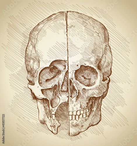 "Skull. Section. Based on drawing of Leonardo da Vinci" Stock image and