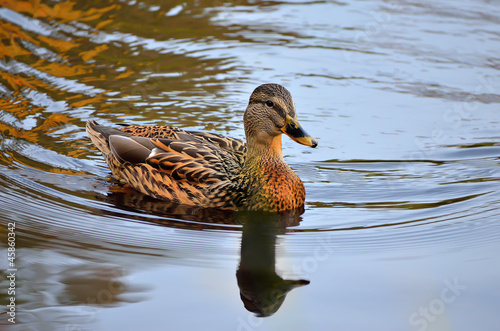 Photo: The duck The duck