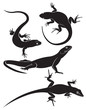lizard