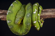 Emerald tree boa / Corallus caninus
