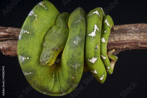 Photo: Emerald tree boa / Corallus caninus Emerald tree boa / Corallus caninus